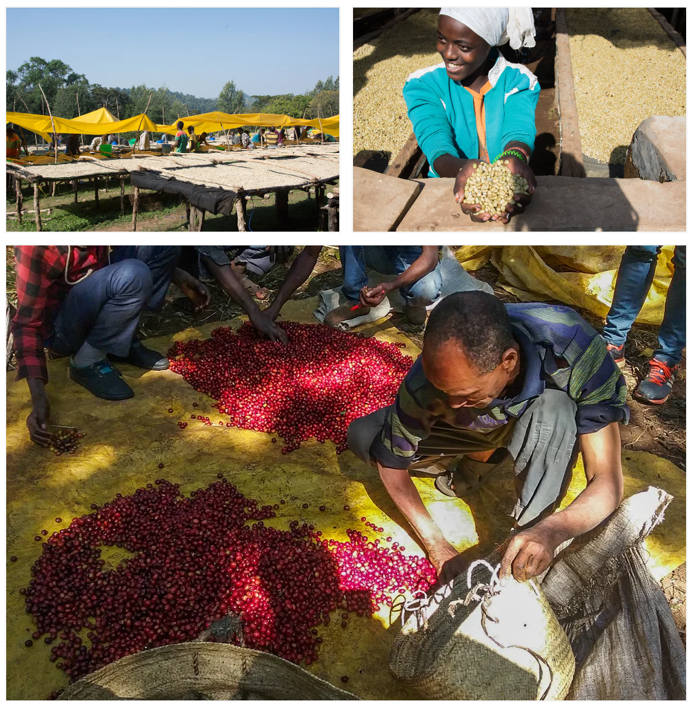 Ethiopian (Dark) Limmu Kossa Washed Coffee